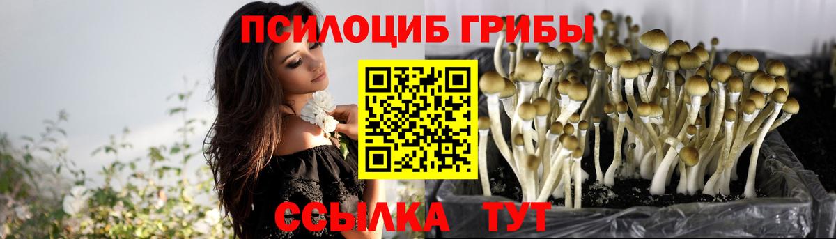 Прохладный  Псилоцибиновые грибы Psilocybe  Вход с VPN 